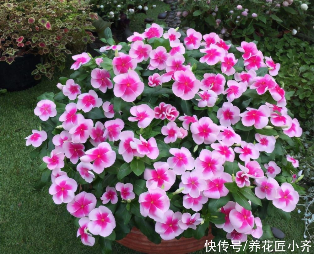 室内养花容易招虫?养这5种花,它们开花漂亮,封闭阳台也可以养