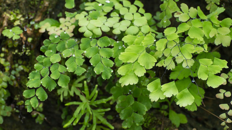 适合养在卧室的3种花,净化空气助睡眠,释放氧气利健康,好养活