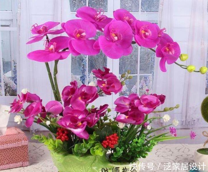 兰中皇后|养花就养4种花，家里养一盆，开花漂亮花期长，一开就是200天