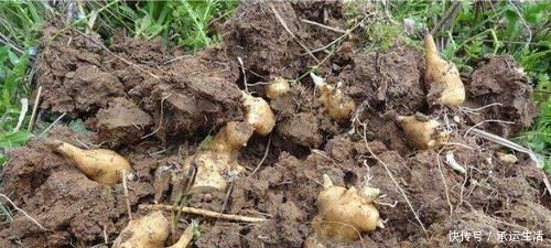 埋了就能活,亩产5千斤,价格也不错,却没几人愿意种