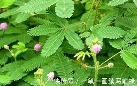 野草|农村野草，别称“夫妻草”，好玩还能当药用！