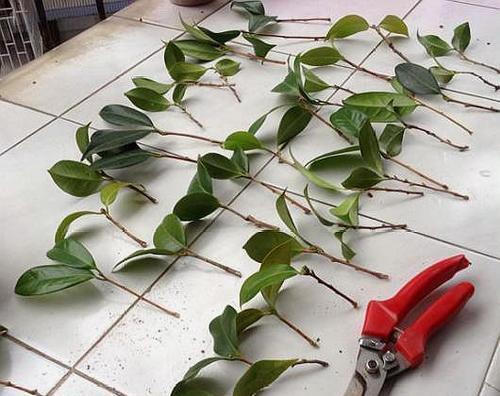 冬天也能扦插花,剪个枝插土里,冒白根长新芽,来年花开不停!