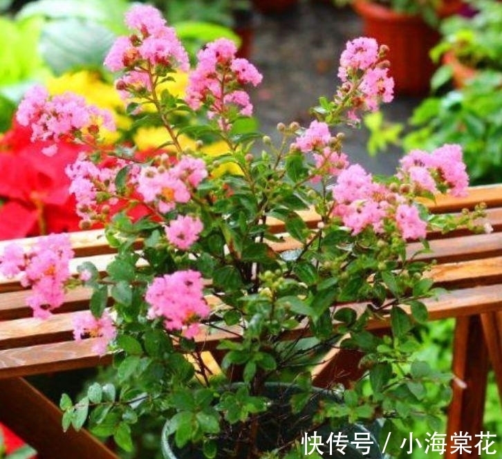 种花人|养花试试这几款,花开繁盛花香怡人,层层交叠,烂漫迷人眼