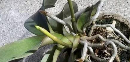 空气湿度|烂根的蝴蝶兰别扔,学会这么做,猛窜花枝,年年都开花
