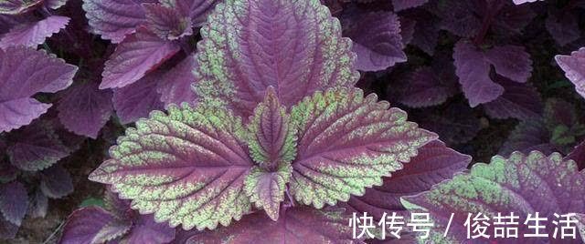 阳荷|奇怪的山野菜,就是去了山里也不一定认出来