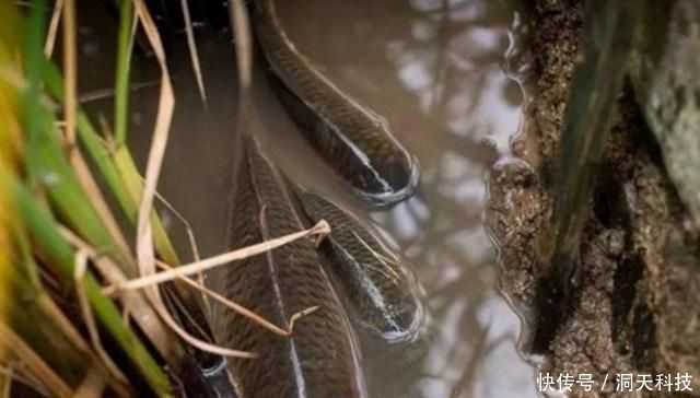 稻田里面|“藏”在稻田里的4种美味,不是只有稻花鱼,全吃过的,才算吃货