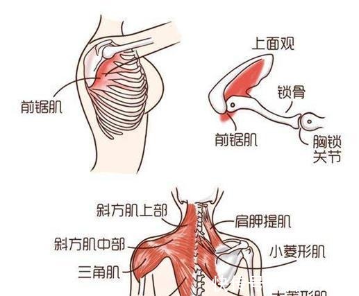 肩胛|蝴蝶肩可不是美丽的象征，正确练习1个月，帮你拥有真正的美背！