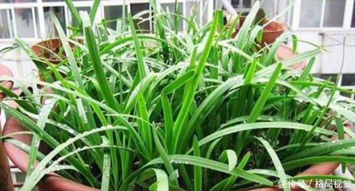 种菜|“4种菜”养阳台,好养又实用,一盆能吃多年,不用出门买!