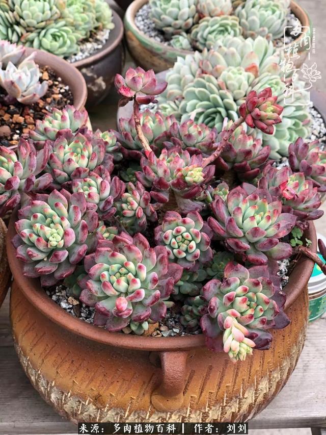 爱多肉，爱生活，我们是一群快乐的养肉人！