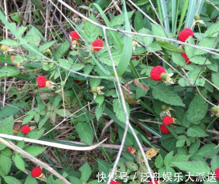 蓝莓长在树上还是藤上 蓝莓长在树上还是藤上