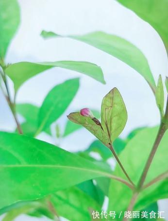 这是一种不太常见的植物——紫云杜鹃