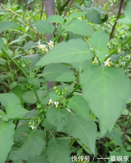 植物|田间一种不起眼的植物，原来还有这么多功效？