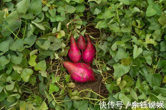 米醋|9月最该吃这菜,一块钱炒1大盘,常吃眼睛明亮,鲜香软糯又顶饱