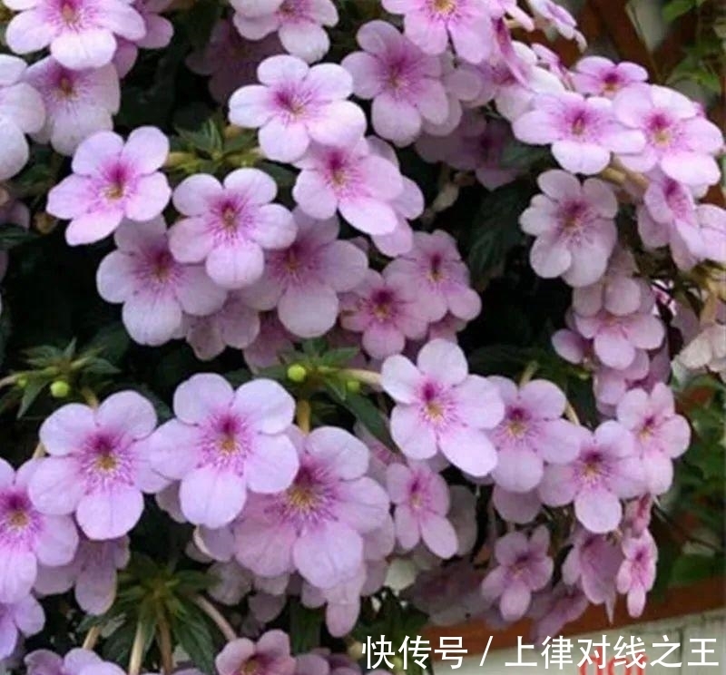 长筒花是“室内花量王者”,没光也能开爆盆,阳台党福音