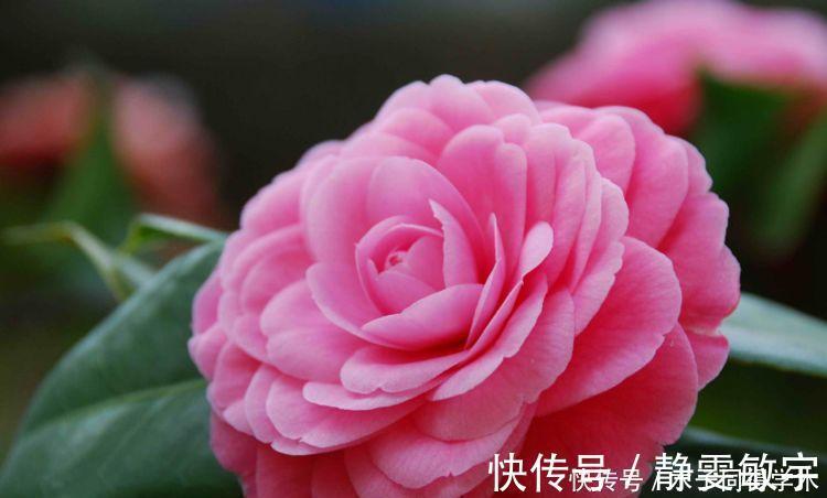 茶花|4种花养家里,沾土就活,开花又大又艳,比牡丹美