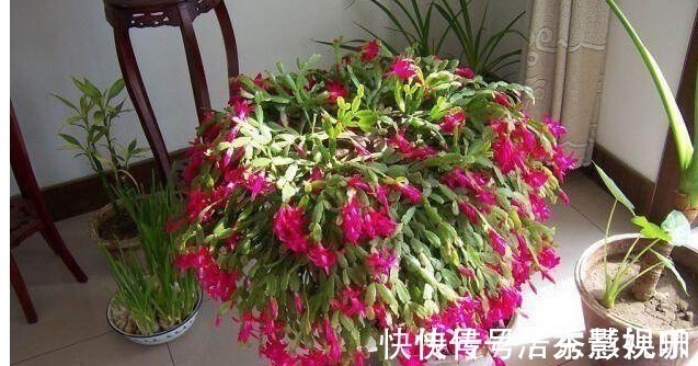 君子兰|君子兰、长寿花、蟹爪兰总不开花,可能盆里缺点它,加一点就开花