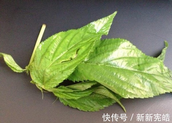 红麻|它在以前是麻绳原料首选,如今却被视为高级野菜,现在采摘正当时
