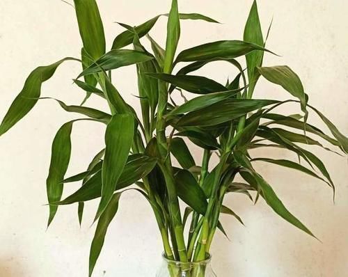 虎皮兰|卧室养什么花好?4种花就很合适,不花里花哨,实在