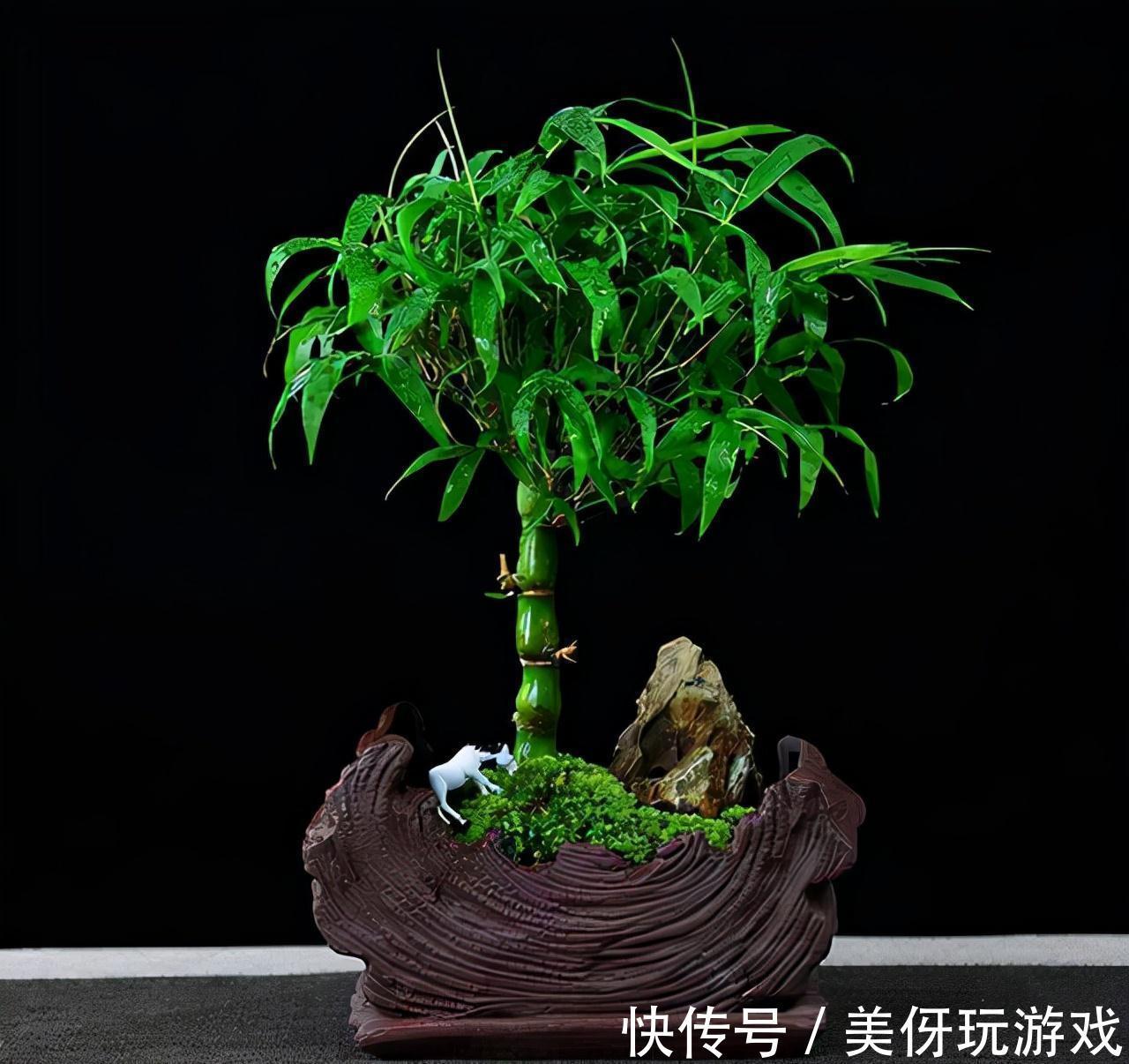 没有院子养不了竹子?错,这几种竹子养在室内,比花好看多了