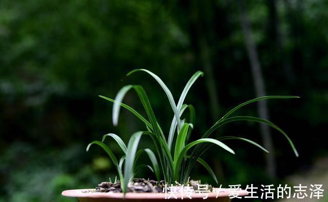 家养|夏天养兰花,究竟能不能淋雨?兰友:最怕这样淋