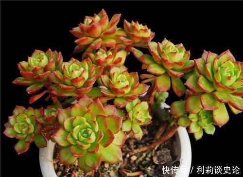 高颜值|5种高颜值多肉,易徒长“穿裙子”,新手花友慎养!