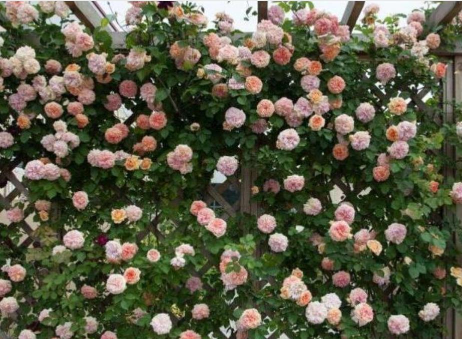 3种花养家里，福旺运旺财更旺，花开不断，还能旺财！