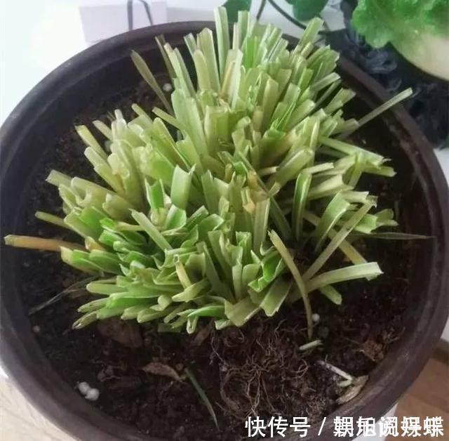 花卉|下面4种花枯死也别扔,叶子全剪掉,“新芽”1个月后就窜出来