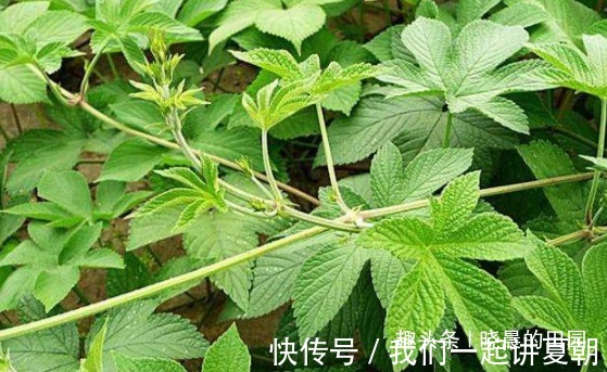 拉拉藤|农民地里这野草，20年都不知是治病良药，太可惜了，效果贼拉好