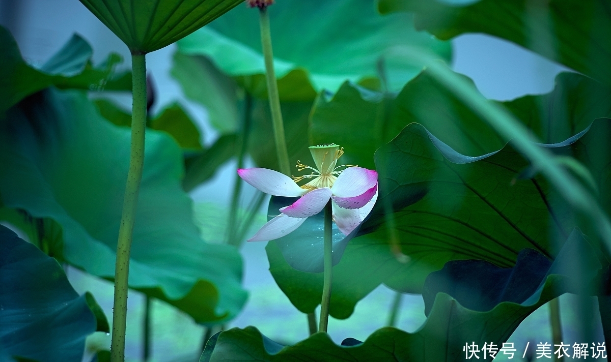 诗词中的五月 黄鹂啄紫椹 榴花照眼明 全网搜 诗词中的五月 黄鹂啄紫椹 榴花照眼明 全网搜