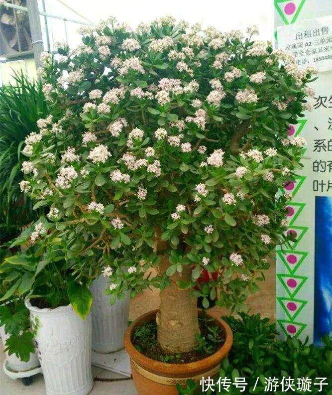 冬天养玉树,干养多晒更健壮,养成大腿粗的老桩,开满吉祥花