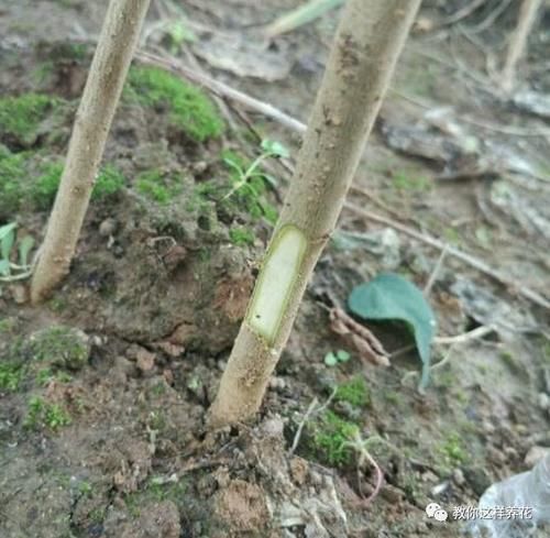 养梅花盆景注意这几点，花苞满枝头，观赏效果佳！