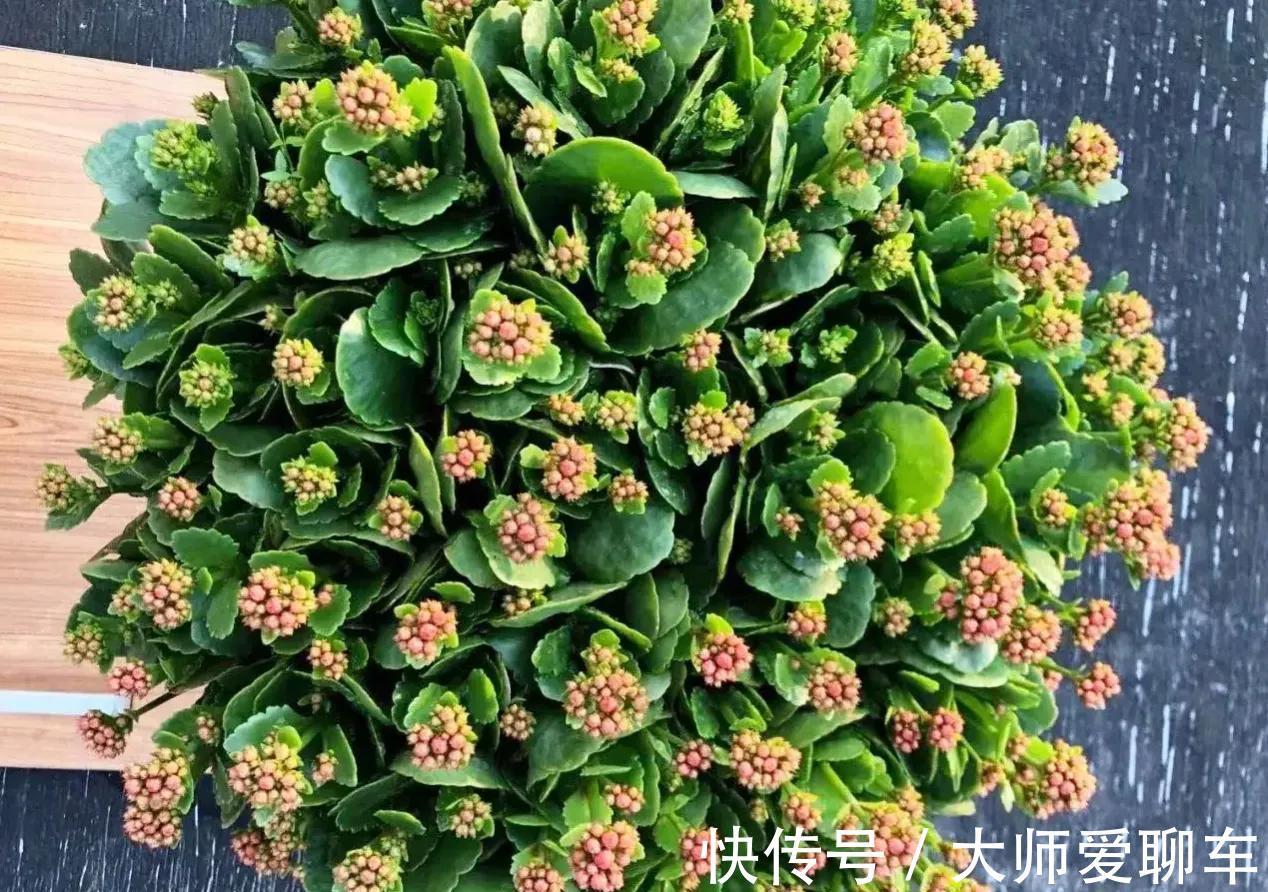 公认的6种吉祥花，株型奇特寓意好，还能吸废气，大人孩子都喜欢