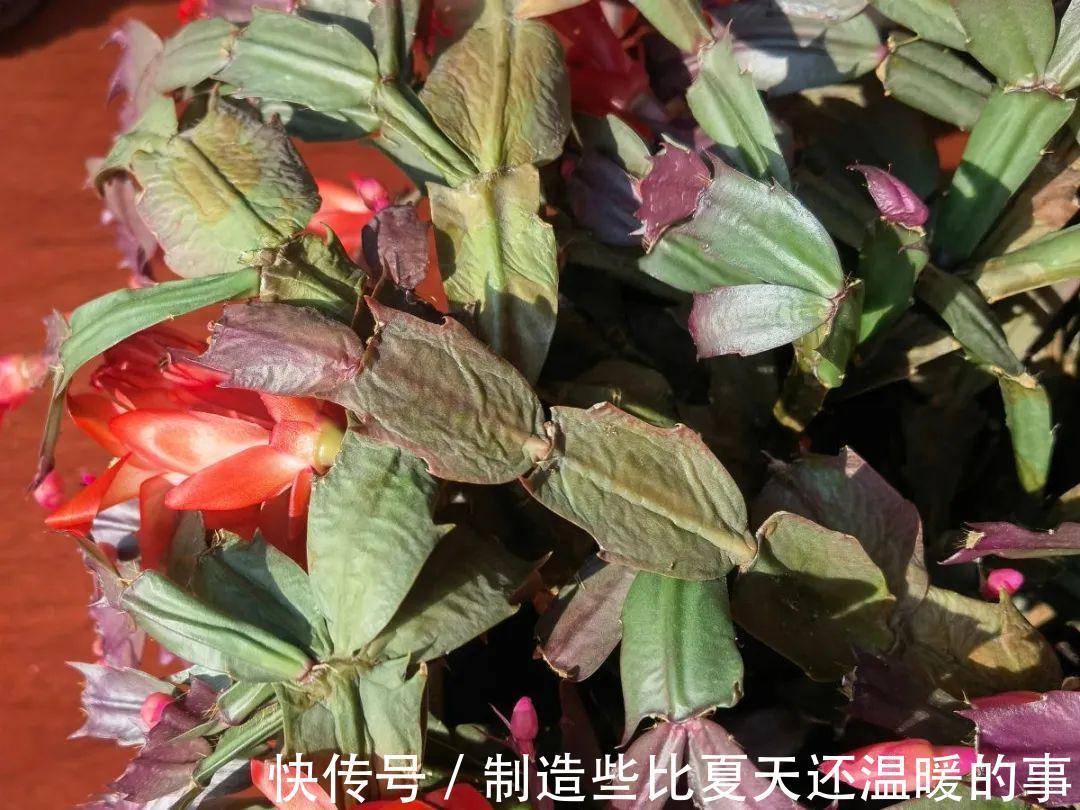 养护蟹爪兰,要注意8个要点,才能开出仙气飘飘花
