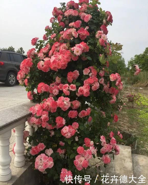 花草|超厉害的“开花肥”，2周浇一勺，呼呼爆花，一连3个月
