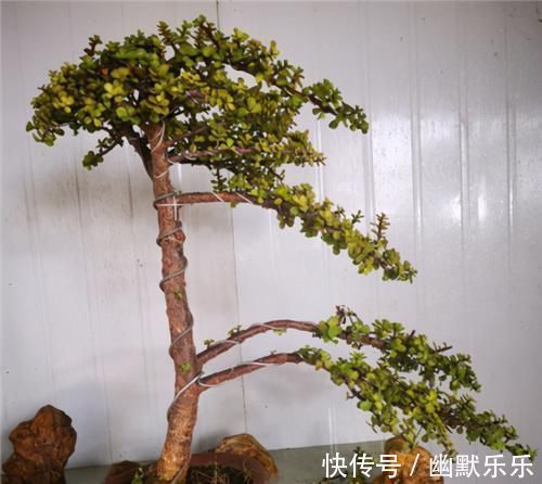 观赏性|养金枝玉叶,年年都要剪,养成盆景价更高,越老越值钱