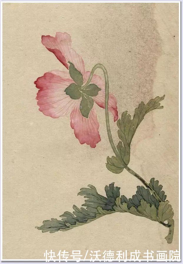 画菊|没骨百花图欣赏，美到骨子里