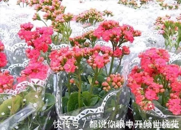 花卉|花市买花时，尽量避开“此2种”，还有花友敢买，拿回家就养死