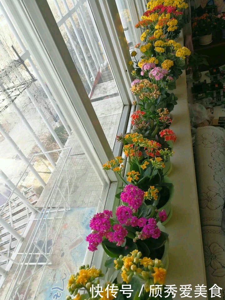 小动作|蟹爪兰长寿花,开花前后做个小动作,一个月后又开爆成花球