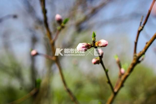 马上！西湖边的桃花也要开了