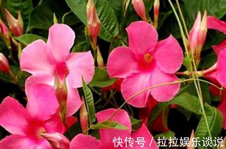 花期|5种花很耐养,开花漂亮花期长,沾土就能活,超美的