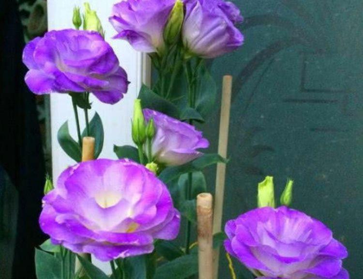 漂亮|4种花养了就爆盆，好养易活开花漂亮，对待新手很友好