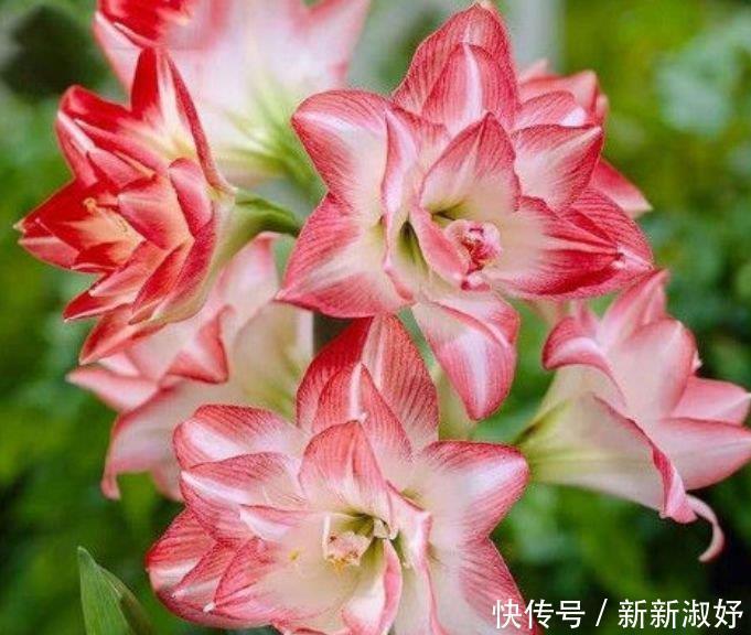 四季|夏天已到,这几款花卉养在家里,花姿妖娆,四季繁花似锦,美