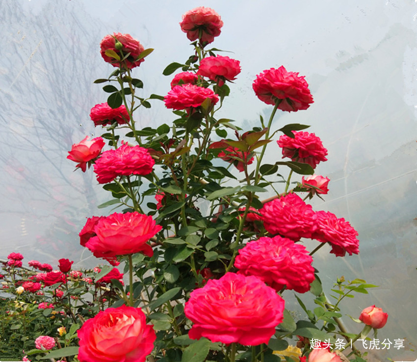 开花比牡丹都美的两种花，四季天天有花开，芬香四溢，值得应有
