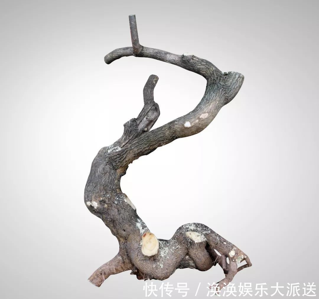 步曲|三角梅盆景制作6步曲,看懂了自己也能做出精美绝伦的三角梅盆景