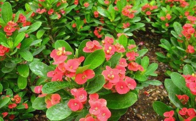 家里有小孩不要养这种花,全身都有毒,别怪我没提醒你