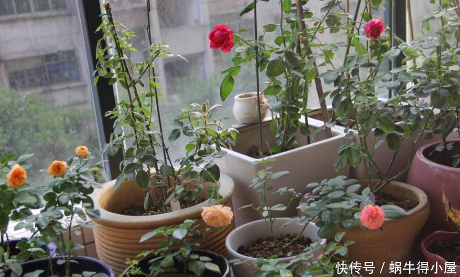 枝条|养月季,该从哪些地方着手防治病虫害,让植株开花漂亮?