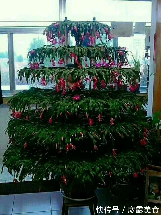 养3种花“多修剪”,2年养成“6层塔”,放在家里真“养眼”