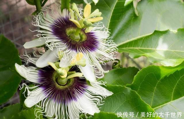 吃剩的百香果籽别扔,种在花盆里,即可四季赏花,也可品果