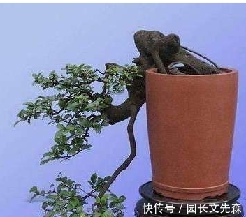 树桩盆景快速成型的方法,全在这里了!
