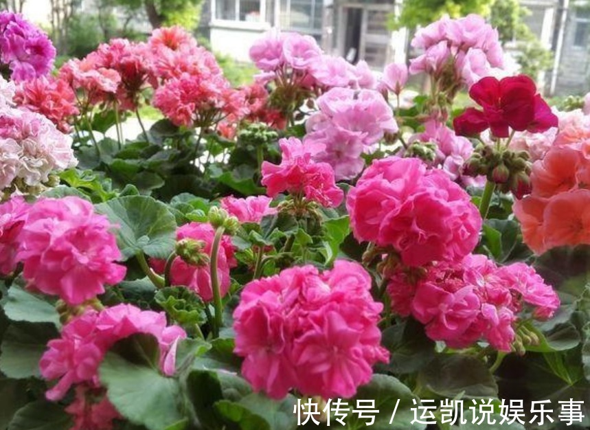 “5种花”漂亮又好养，花开不断，挤满阳台，一次开花100朵！